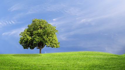 Plakat Green grass and tree with clouds background, green concept.