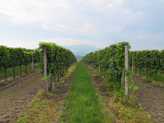 Fototapeta na wymiar Vineyards, Palava region, South Moravia (Czech Republic)