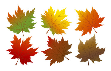 Naklejka na ściany i meble Vector autumn maple leaves isolated on white background