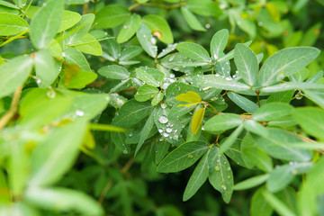 Obraz na płótnie Canvas selective focus. dew drop on tiny green leaf after the rain