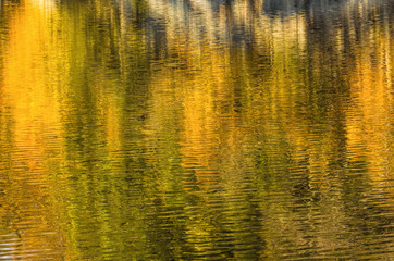 Golden Autumn Foliage Reflected in Water