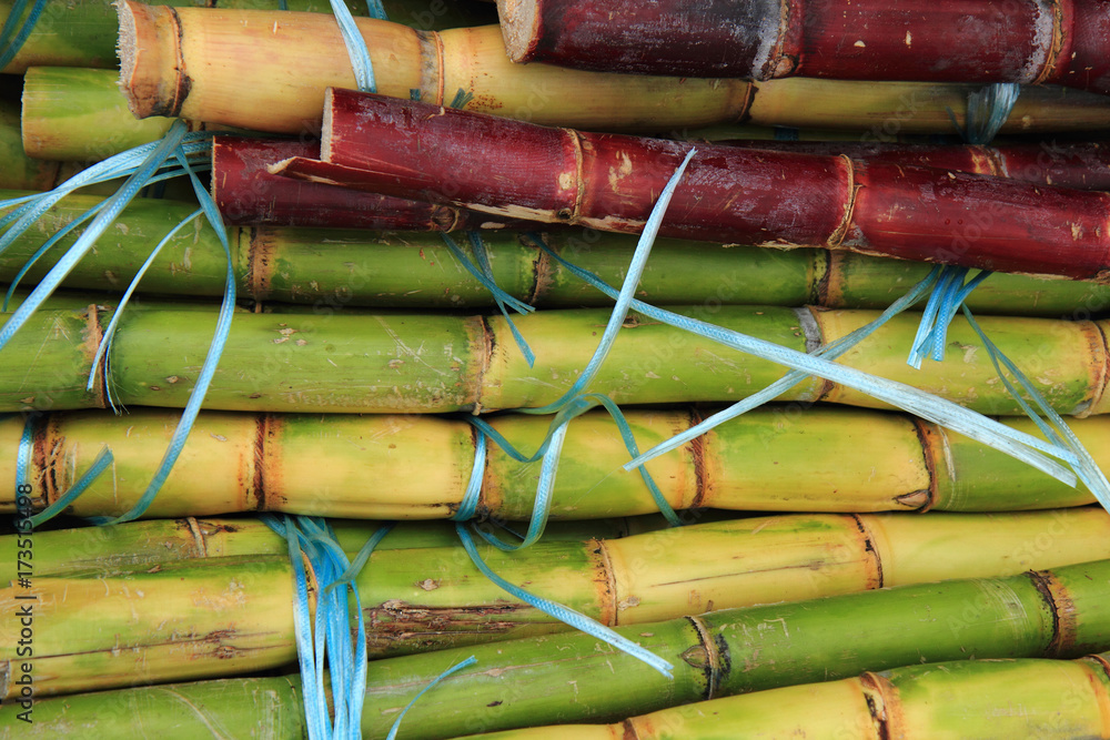 Wall mural sugarcane texture as nice natural background