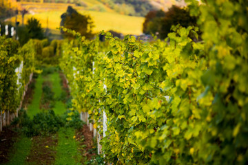 Fototapeta premium Romatic yellow vineyards during autumn in Rheinhessen