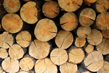 Fototapeta premium Pile of firewood as background texture