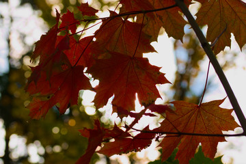 Herbstlaub am Baum