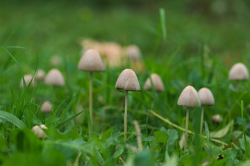 Pilzfamilie auf einer Wiese
