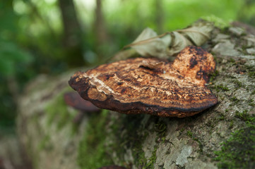 détail champignon sur souche d'arbre en forêt 