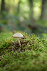détail champignon sur souche d'arbre rempli de mousse en forêt 
