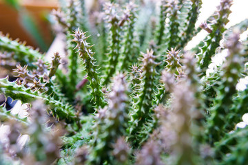close up of a lot of small cactus and thorn sharp. selective focus.