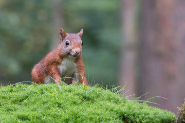 Squirrel