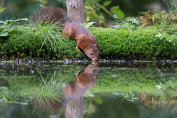 Drinking Squirrel