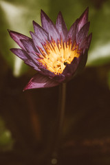 Beautiful close up lotus on pond, vintage tone