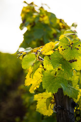 Romatic yellow vineyards during autumn in Rheinhessen