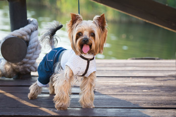 A dog in stylish clothes walks on the pier