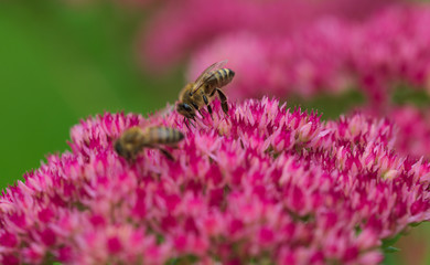 zwei fleißige Bienen