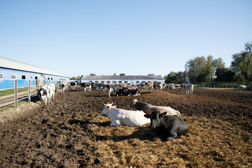 Cows in a farm. Dairy cows in a farm.