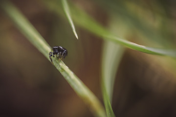 jumping spider macro brown green