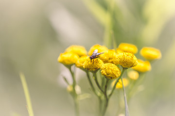 fly on a yellow flower