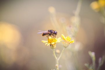 fly on a yellow flower