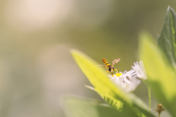 Fly on flower