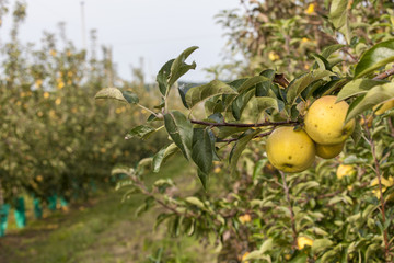 France. Tarn et Garonne, Pommes Chantecler