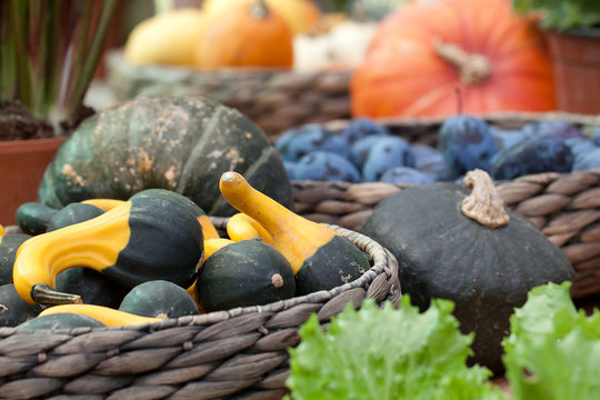 harvest of beautiful pumpkins of different varieties and colors