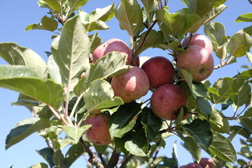 red apples on the plant