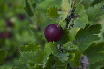 gooseberries or agrus, Branch with berries purple Agrus,Group of sweet ripe berries gooseberries, agrus in the garden