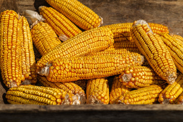 Ancient wooden trough
