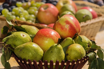 fruit basket on the farm