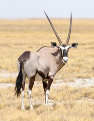 photographed in the Etosha Wildlife Reserve ion Namibia