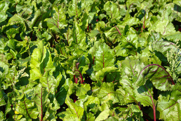 Fototapeta premium Green leaves of beet