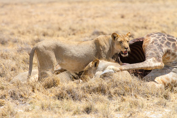 Fototapeta na wymiar photographed in the Etosha Wildlife Reserve ion Namibia