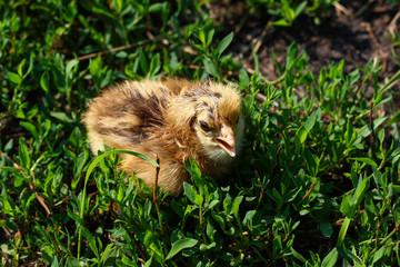 Beautiful small chick in the green grass