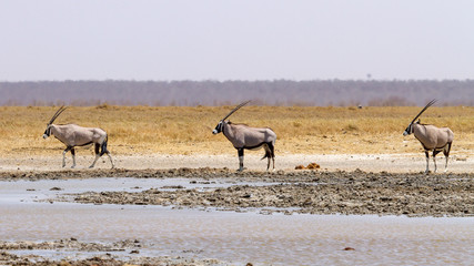 photographed in the Etosha Wildlife Reserve ion Namibia