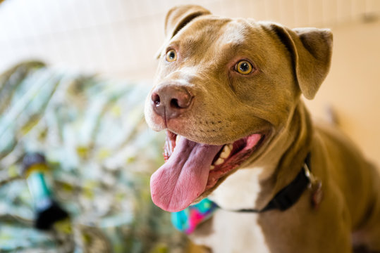 Portrait Of A Happy Brown Pit Bull Dog.