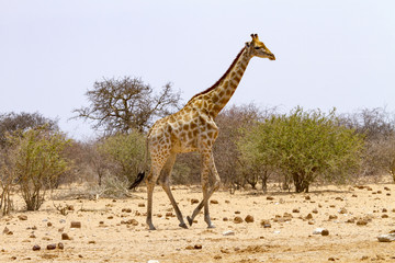 photographed in the Etosha Wildlife Reserve ion Namibia