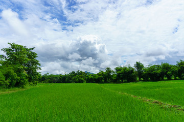 rice fields with tree and cloudy sky background in countryside of thailand.