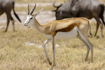 Naklejka na ściany i meble photographed in the Etosha Wildlife Reserve ion Namibia