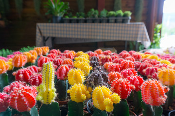 multi color mini cactus on the table with copy space for text