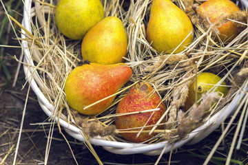 fresh pears in the basket with straw
