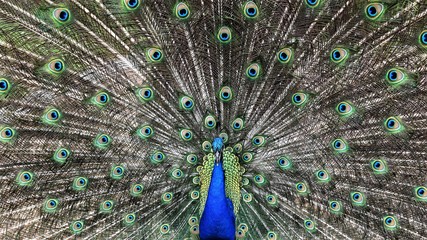Fototapeta premium Peacock