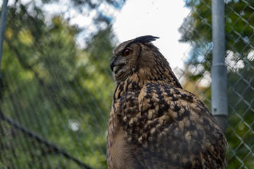 Eagle Owl