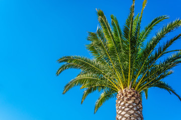 coconut palm tree on blue sky