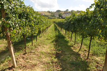 Fototapeta na wymiar rows of vineyards