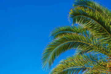 coconut palm tree on blue sky