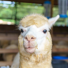 Obraz premium close up of white and brown alpaca looking straight. selective focus.