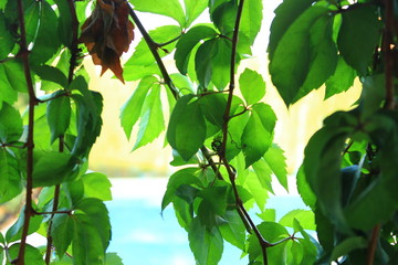 Green creeper