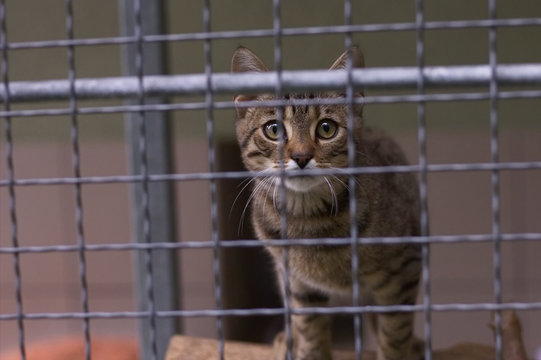 abandoned cat in an animal shelter 