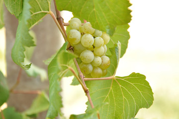 white grape